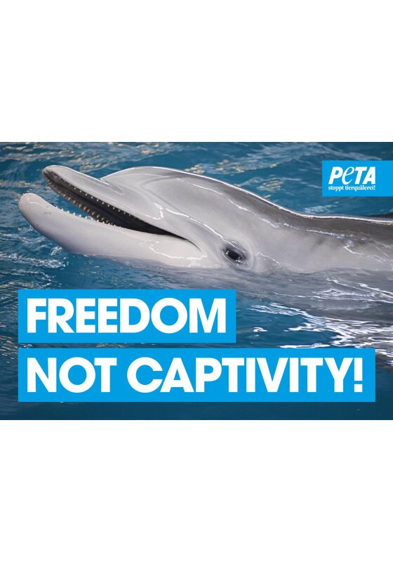 Poster - Freedom, not Captivity (Delfinarium)