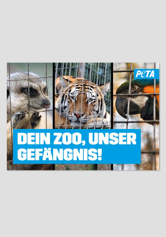 Poster - Dein Zoo, unser Gefängnis (verschiedene Tiere)