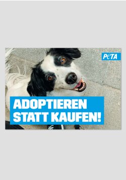 Poster - Adoptieren statt kaufen