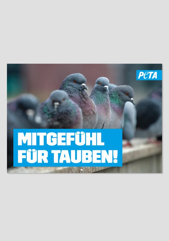 Poster - Mitgefühl für Tauben