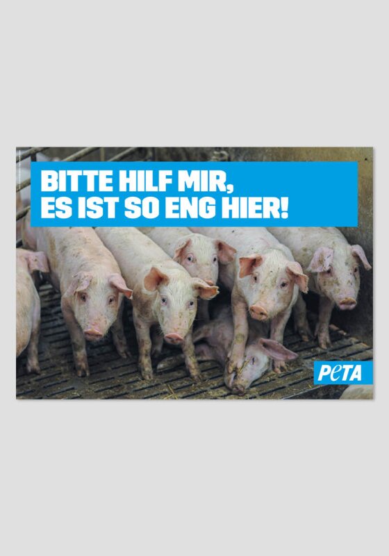 Posterreihe - Schweineleid