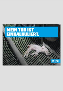 Posterreihe - Schweineleid