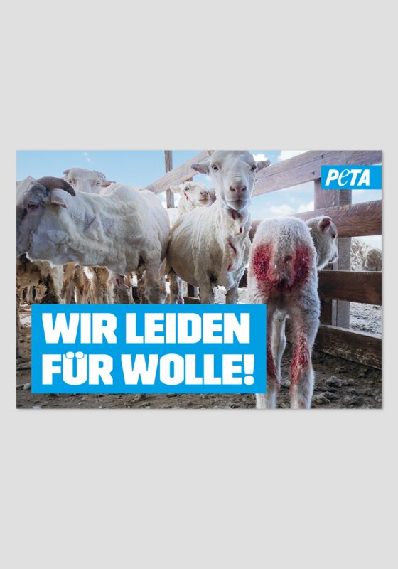 Poster - Wir leiden für Wolle