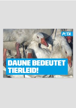 Poster - Daune bedeutet Tierleid